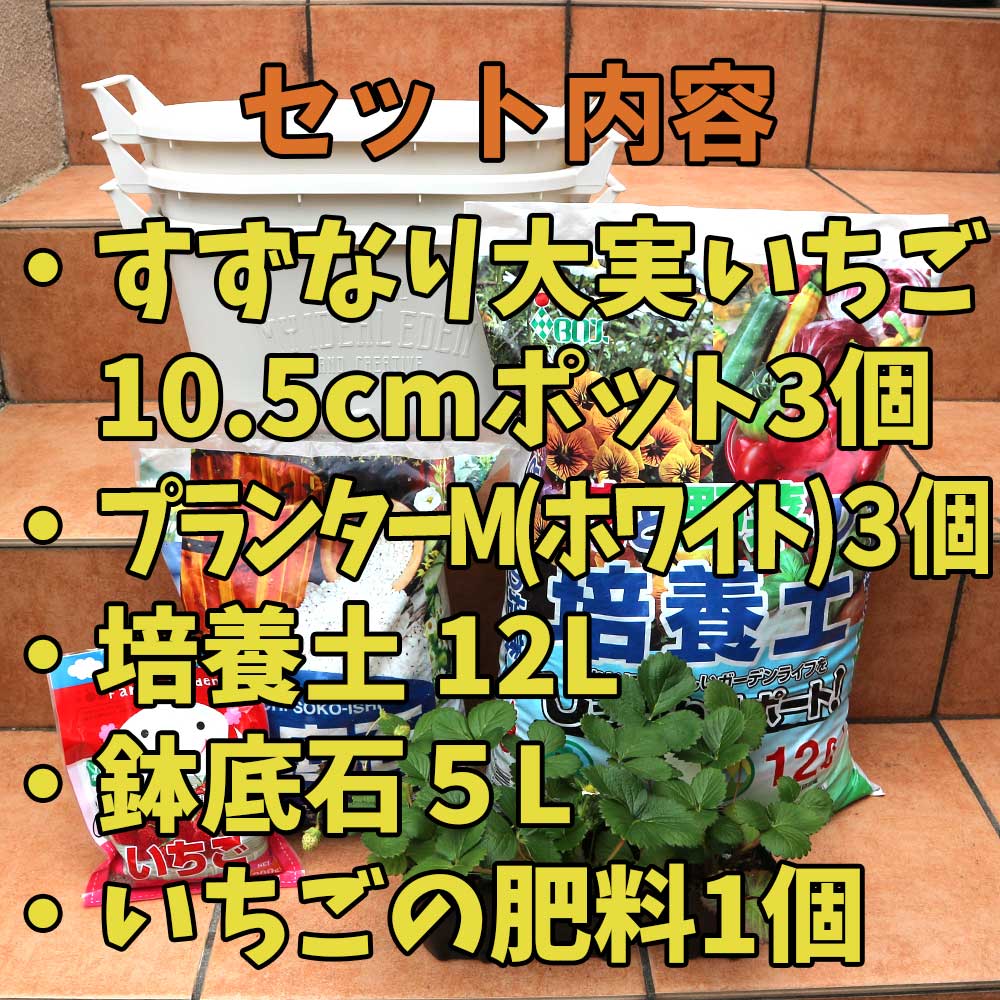 人気のすずなり大実いちご栽培キット【野菜苗 10.5cmポット＆資材セット】