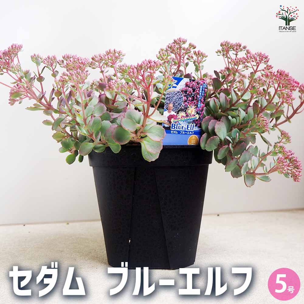 セダム ブルーエルフ 【多肉植物 5号】｜ 【植物のITANSE】全品