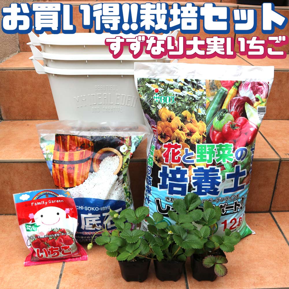 人気のすずなり大実いちご栽培キット【野菜苗 10.5cmポット＆資材セット】