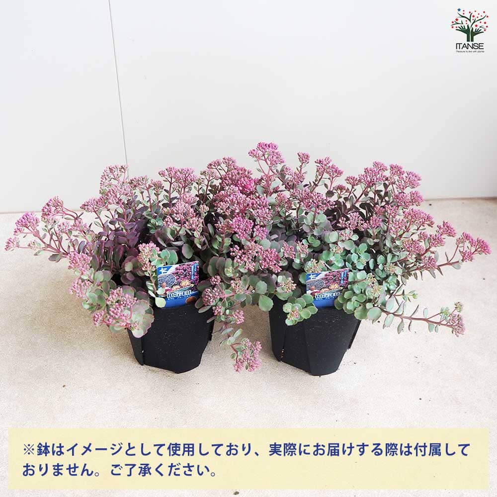 セダム ブルーエルフ 【多肉植物 5号】｜ 【植物のITANSE