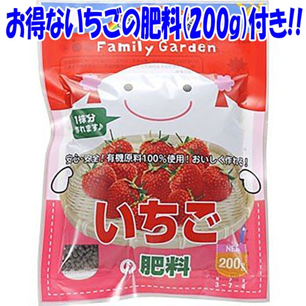 人気のすずなり大実いちご栽培キット【野菜苗 10.5cmポット＆資材セット】