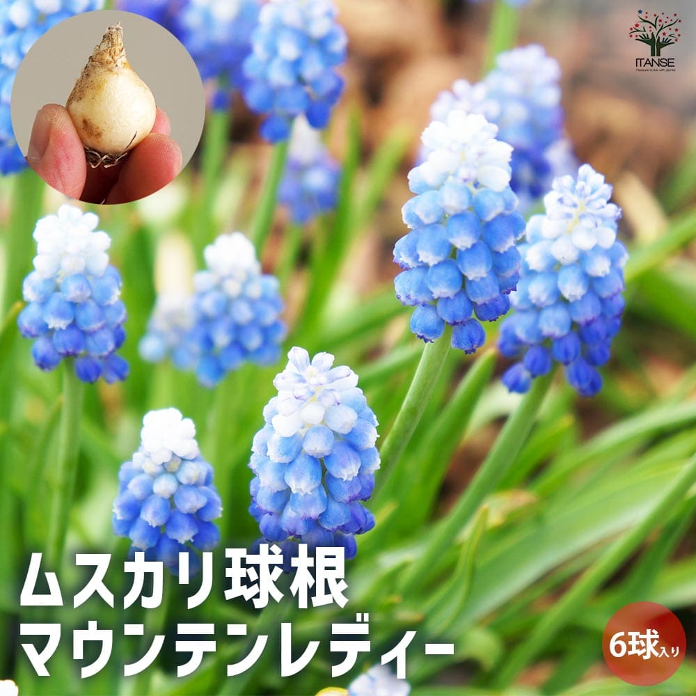 ムスカリ マウンテンレディー