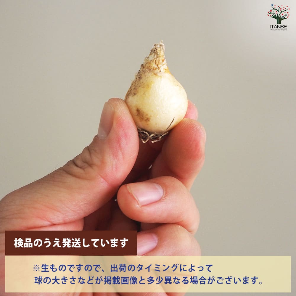 球根 ムスカリ マウンテンレディー 【花球根 6球／1個売り】｜ 【植物