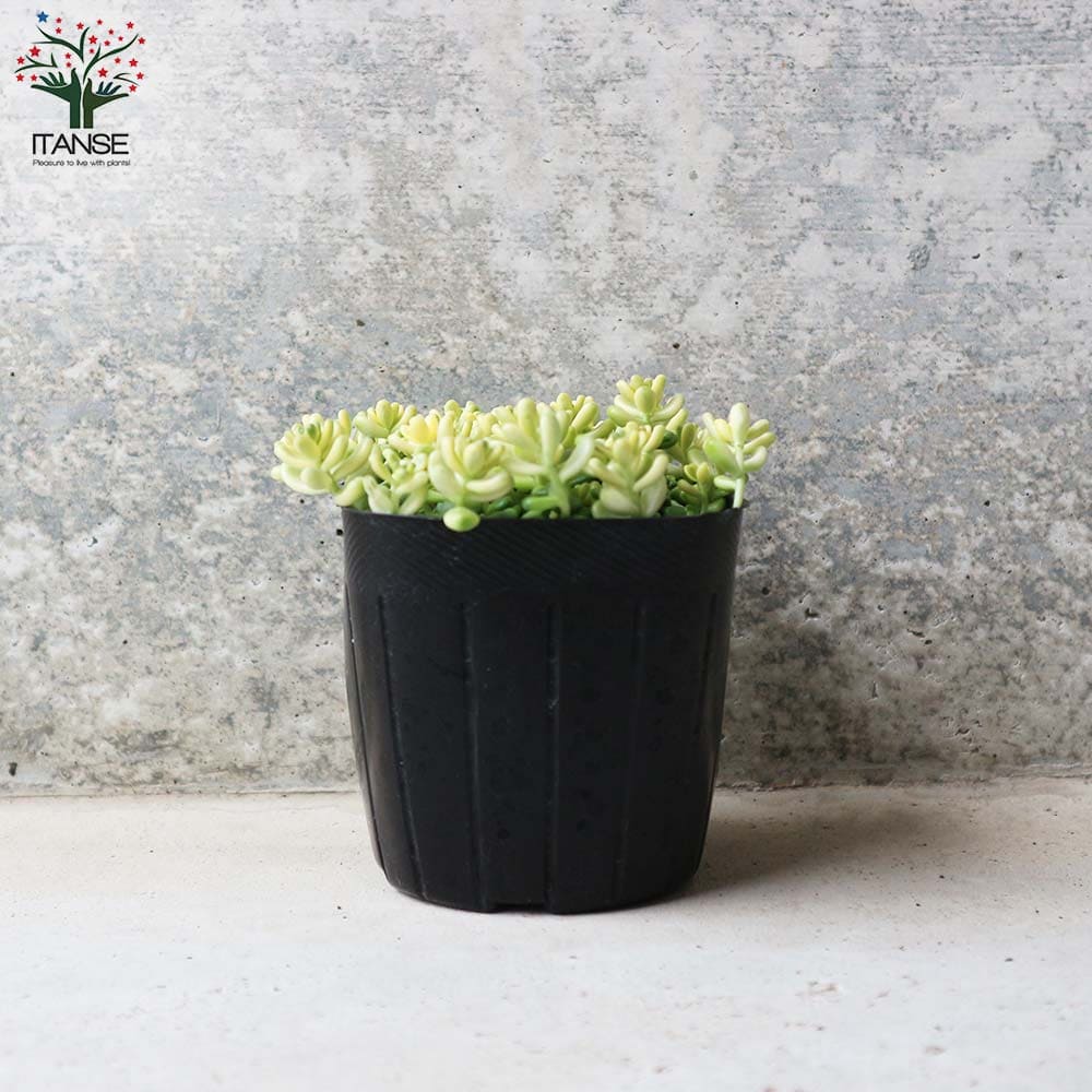 セダム 斑入タイトゴメ 【多肉植物 3号ポット】｜ 【植物の