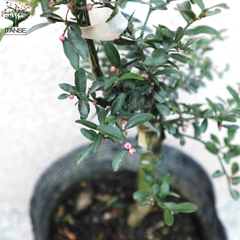 4年生　フィンガーライム接木苗／リックスレッド　8号鉢　果実肥大中 4年生 フィンガーライム接木苗／リックスレッド 8号鉢 果実肥大中