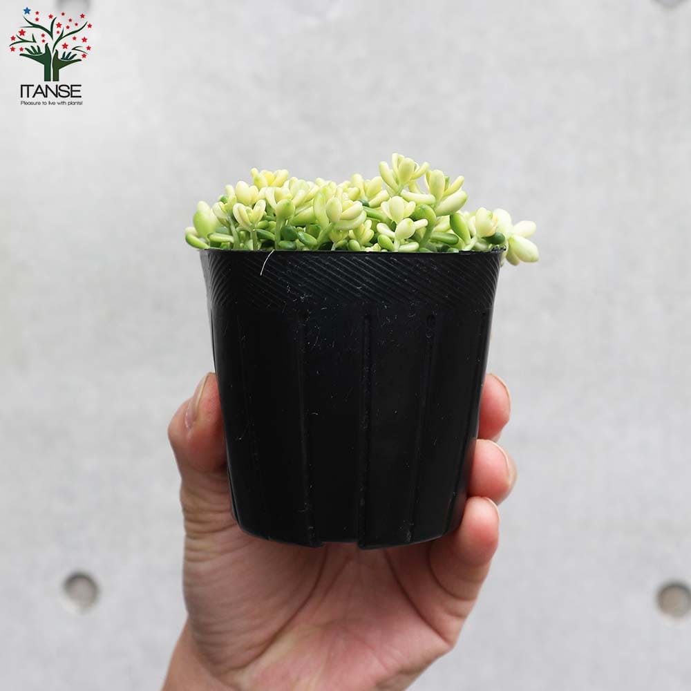 セダム 斑入タイトゴメ 【多肉植物 3号ポット】｜ 【植物の