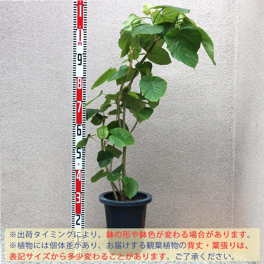 フィカス ウンベラータ ゴムの木の仲間 大型【観葉植物 Lサイズ 8号