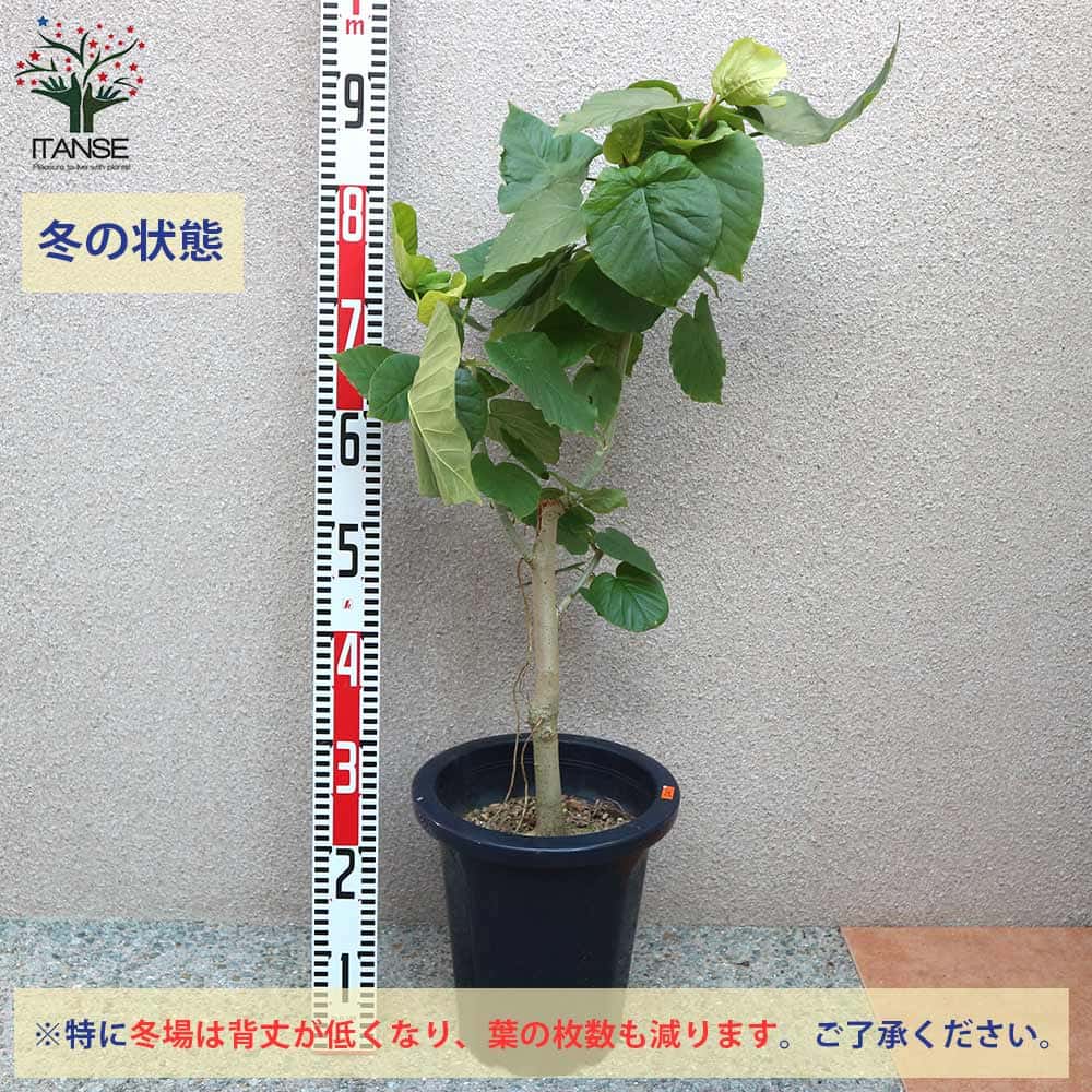 フィカス ウンベラータ ゴムの木の仲間 大型【観葉植物 Lサイズ 8号