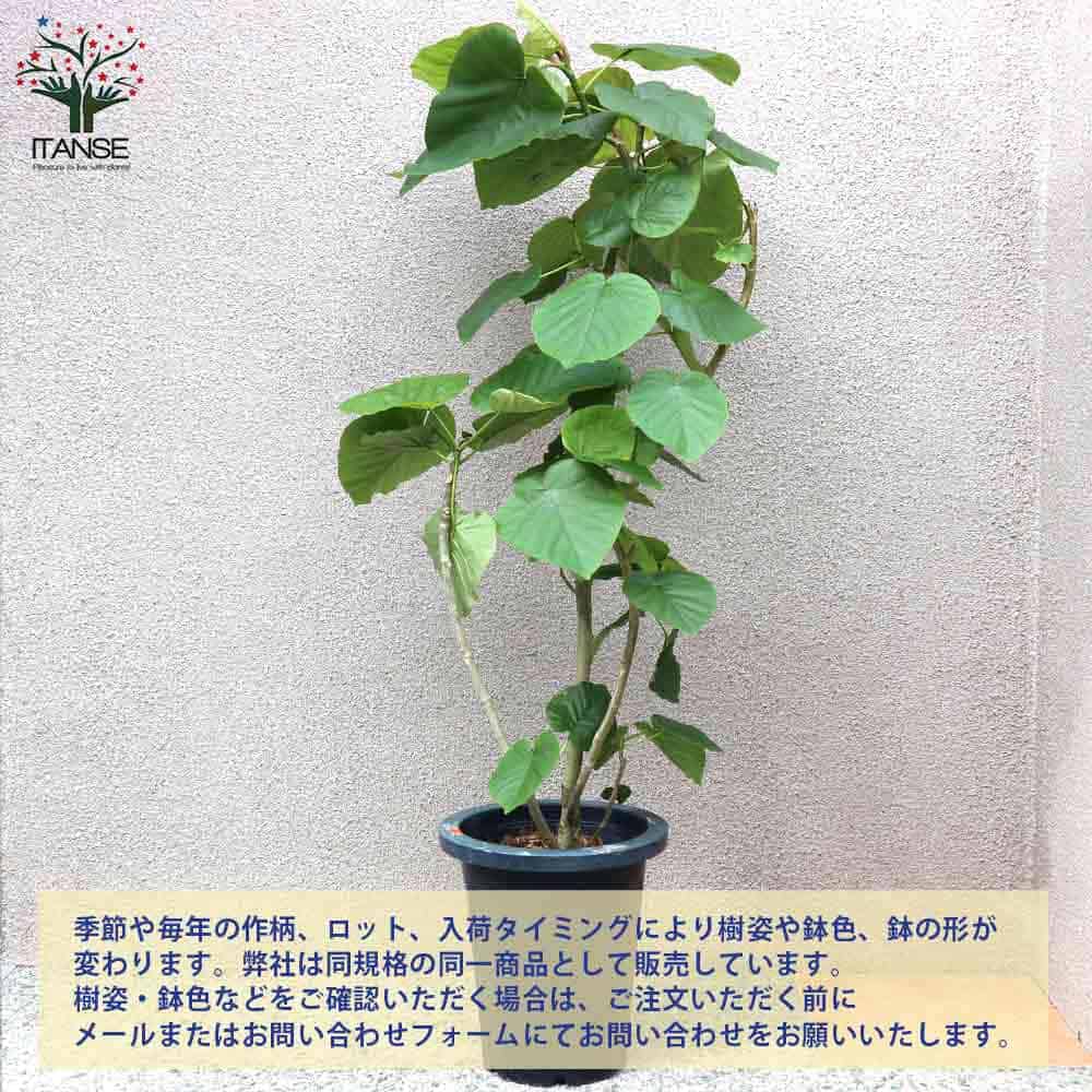 フィカス ウンベラータ ゴムの木の仲間 大型【観葉植物 Lサイズ 8号 