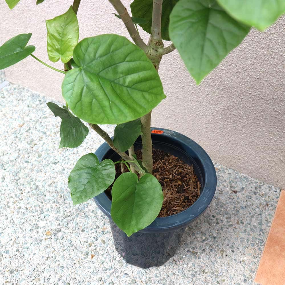フィカス ウンベラータ ゴムの木の仲間 大型【観葉植物 Lサイズ 8号