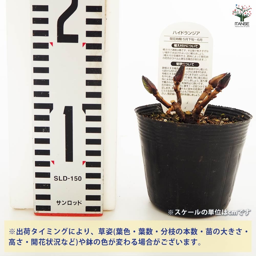 アジサイ マリンブルー 【花木苗 3.5号】