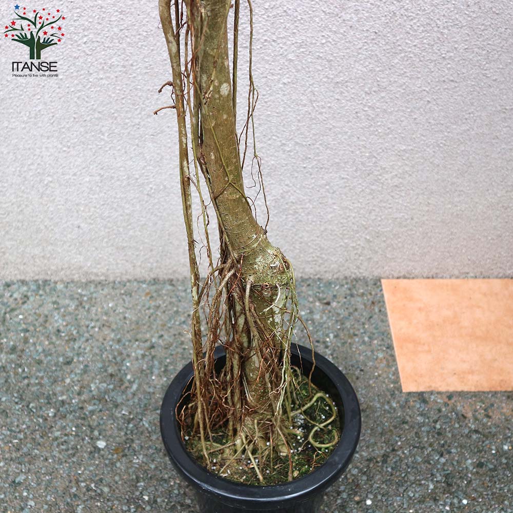 【幹太め♥】フィカス ウンベラータ ゴムの木 フィカス ウンベラータ ゴムの木の仲間【観葉植物 5号鉢／1個