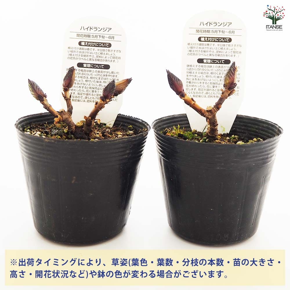 アジサイ マリンブルー 【花木苗 3.5号】