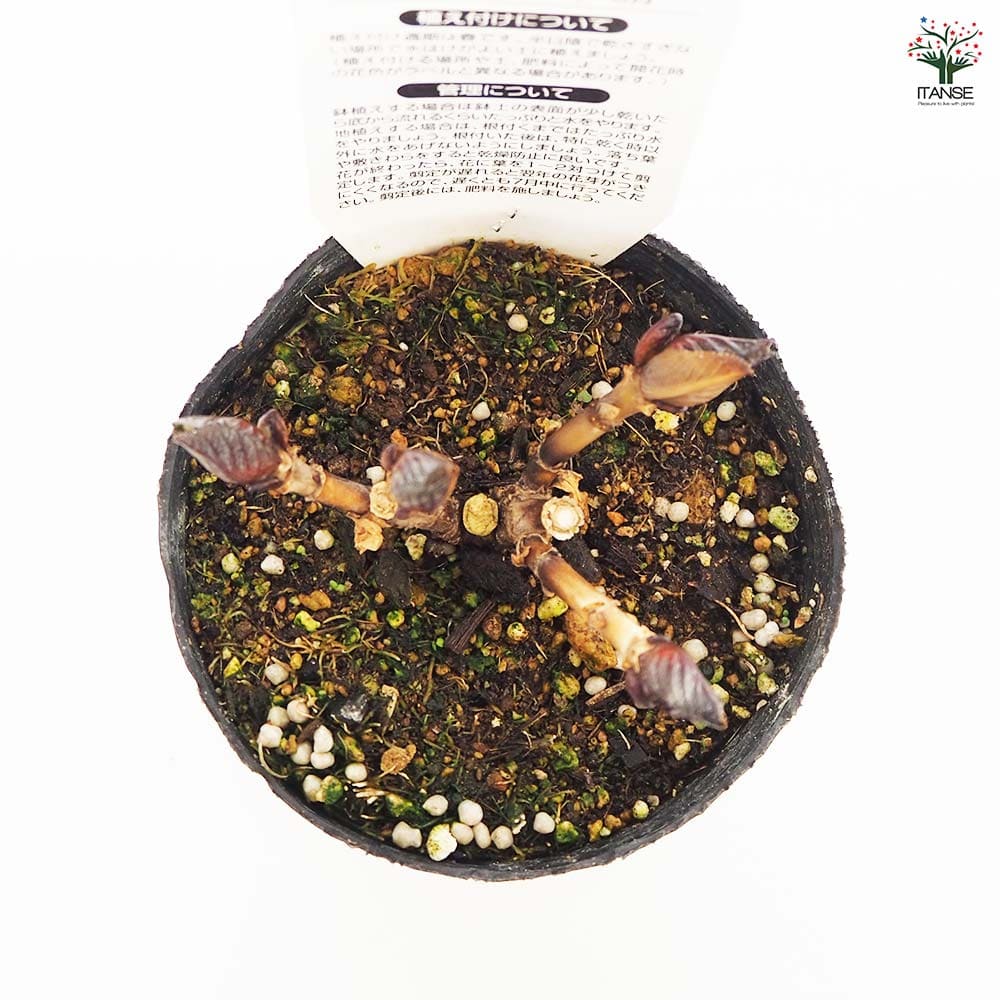 アジサイ マリンブルー 【花木苗 3.5号】