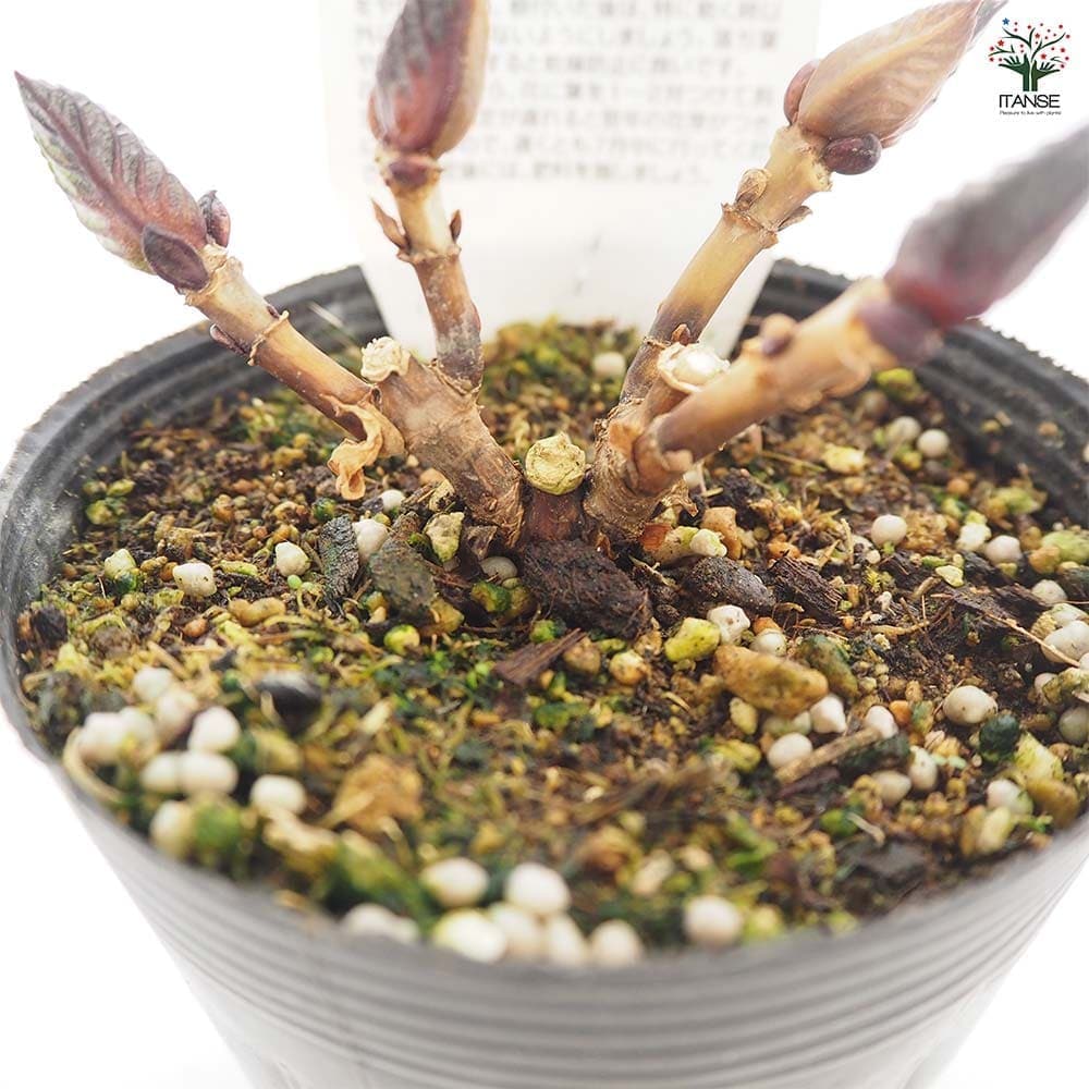 アジサイ マリンブルー 【花木苗 3.5号】