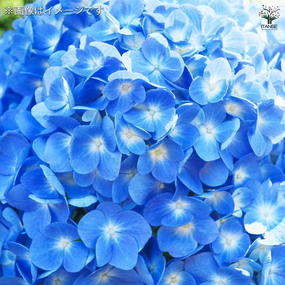 アジサイ マリンブルー 【花木苗 3.5号】
