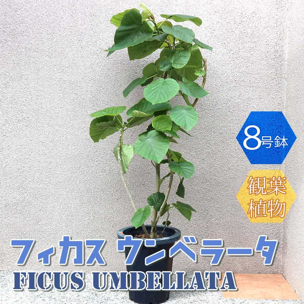 フィカス ウンベラータ ゴムの木の仲間 大型【観葉植物 Lサイズ 8号