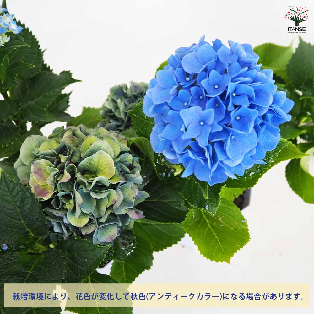 アジサイ マリンブルー 【花木苗 3.5号】