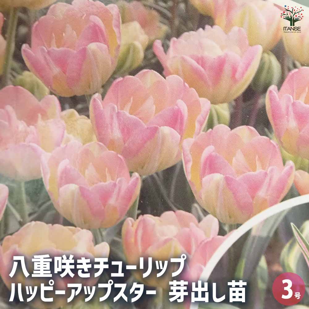 八重咲チューリップ ハッピーアップスター 芽出し苗 【花苗 3号