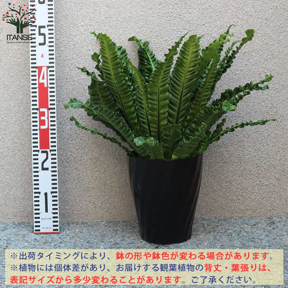 アスプレニウム プリカーツム・アカキ 【観葉植物 6号プラスチック鉢／1個売り】｜ 【植物のITANSE】全品送料無料・即出荷!