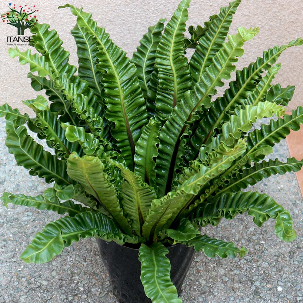 アスプレニウム プリカーツム・アカキ 【観葉植物 6号プラスチック鉢／1個売り】｜ 【植物のITANSE】全品送料無料・即出荷!
