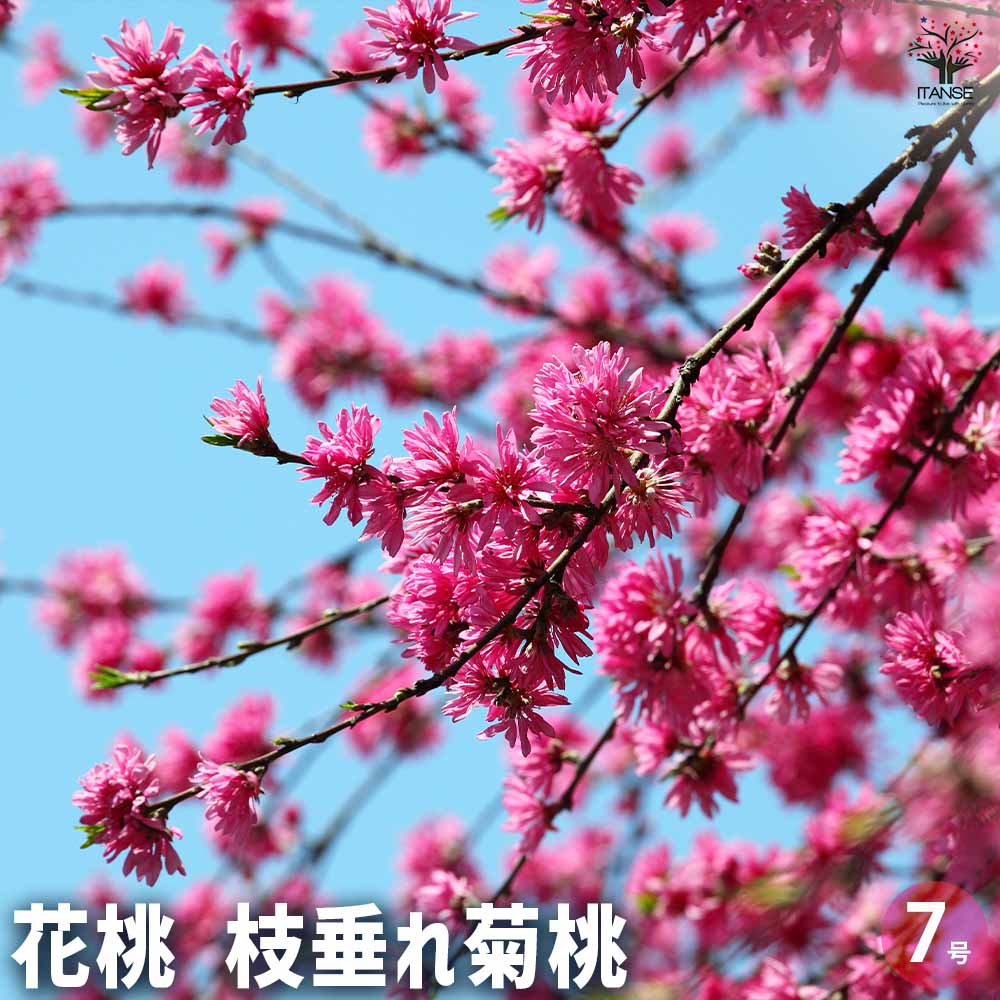 花桃の苗木 枝垂れ菊桃 【花木苗 7号／1個売り】｜ 【植物の