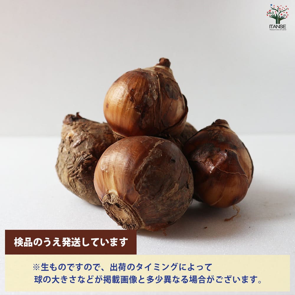 日本水仙 球根 大球 200玉 限りあり ち 自然農法 国華園オンライン