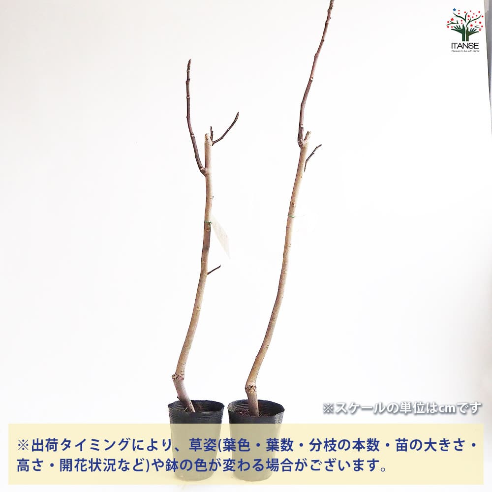 イチジク ロングドゥート 【果樹の苗木 4号／1個売り】