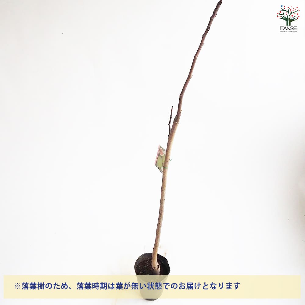 イチジク ロングドゥート 【果樹の苗木 4号／1個売り】