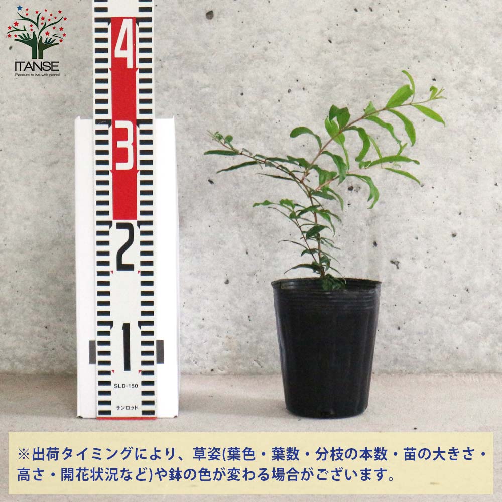 ザクロの苗木 シャインレッド【果樹の苗木 12cmポット 挿し木苗／1個売り】