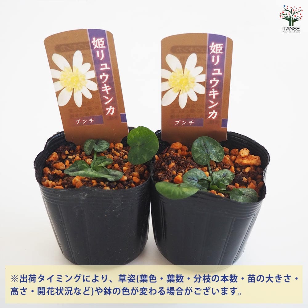 ヒメリュウキンカ ブンチ 【花苗 2.5号】｜ 【植物のITANSE