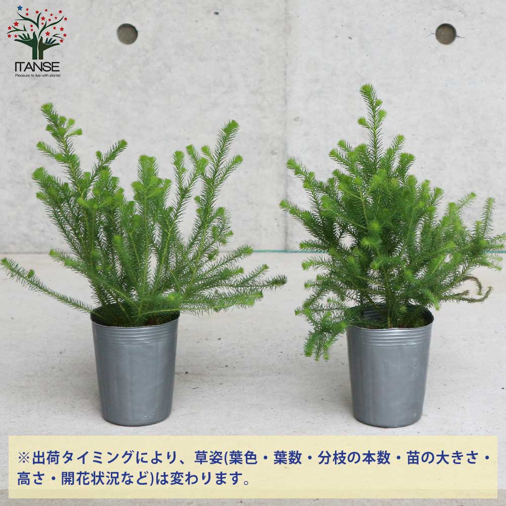 バーゼリア ラヌギノーサ【庭木 3号ポット苗 花木苗・常緑低木／1個