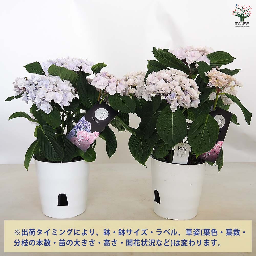 アジサイ 月影(げつえい) ブルー 【花木苗 6号／1個売り】｜ 【植物の