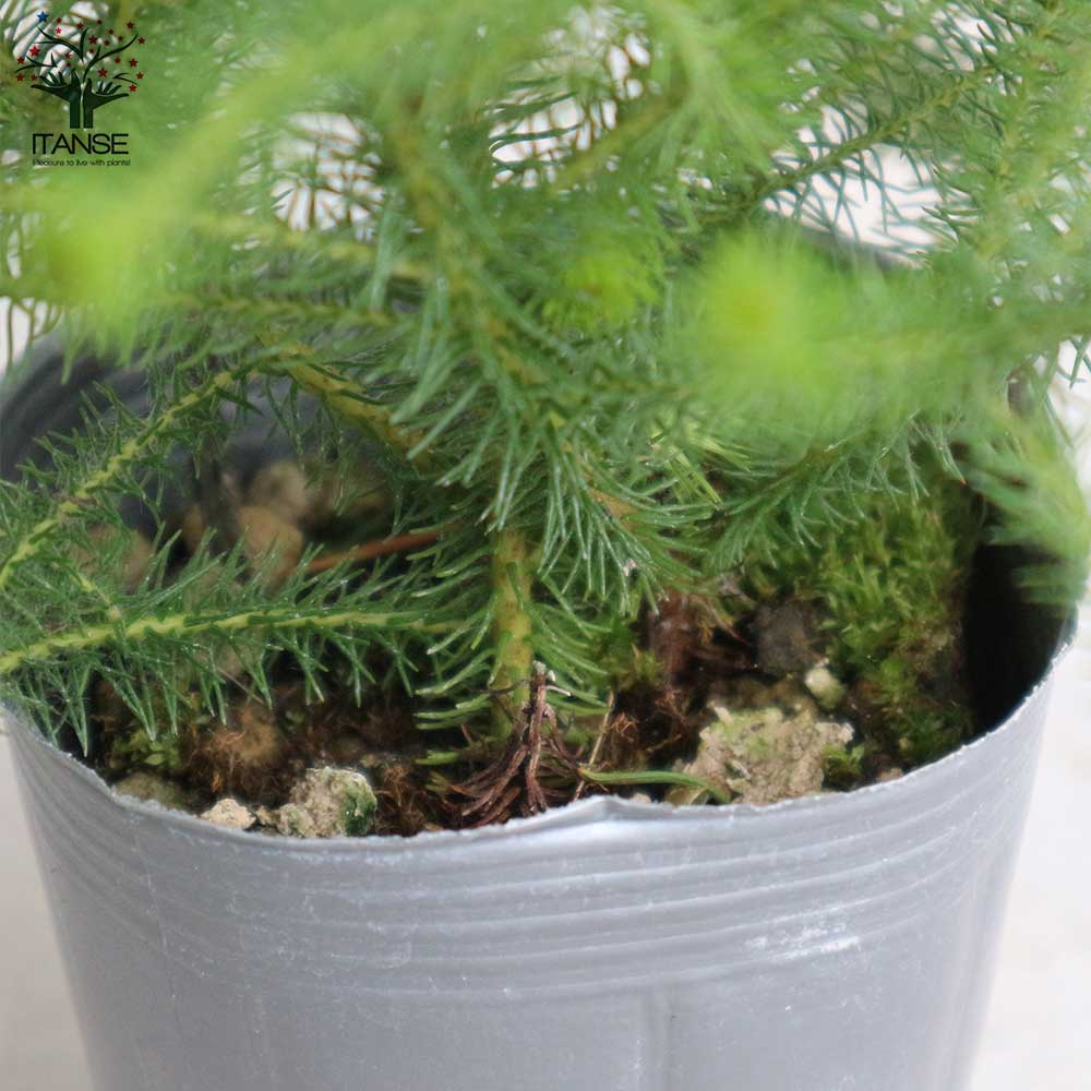 バーゼリア ラヌギノーサ【庭木 3号ポット苗 花木苗・常緑低木／1個