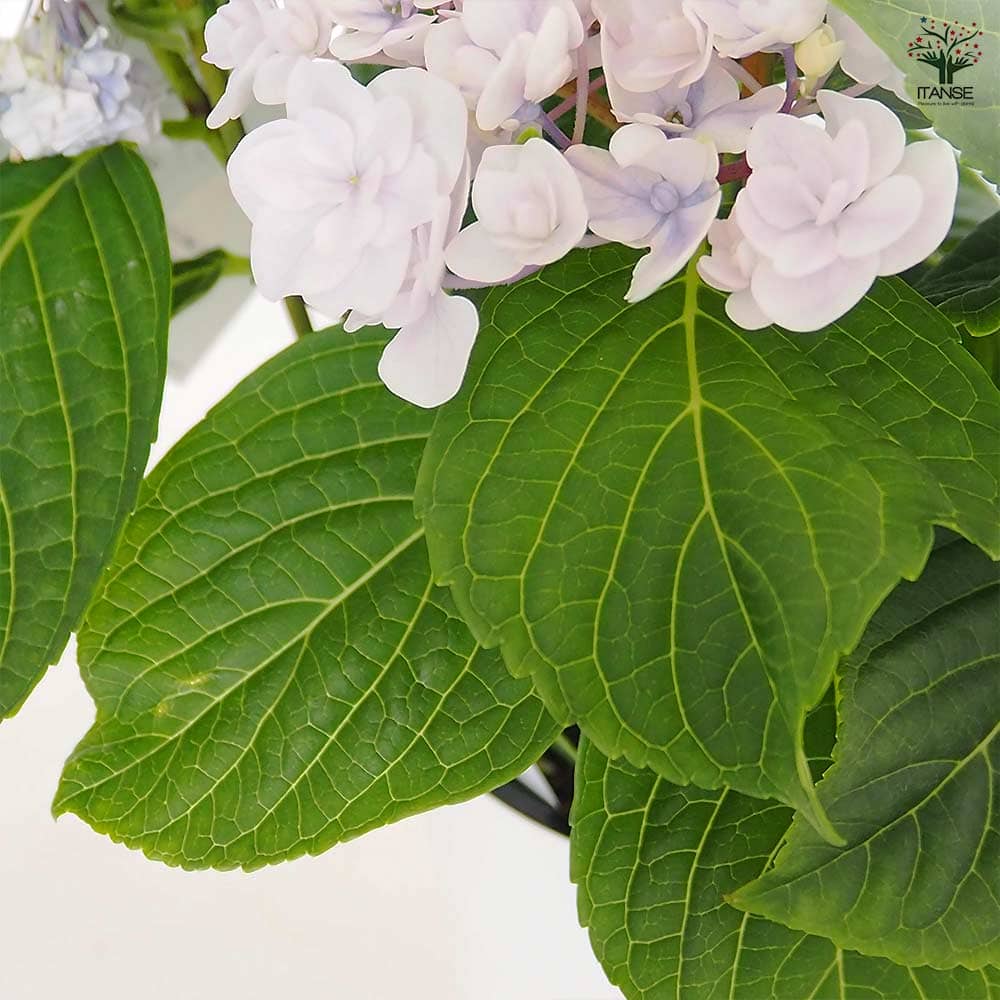 アジサイ 月影(げつえい) ブルー 【花木苗 6号／1個売り】｜ 【植物の