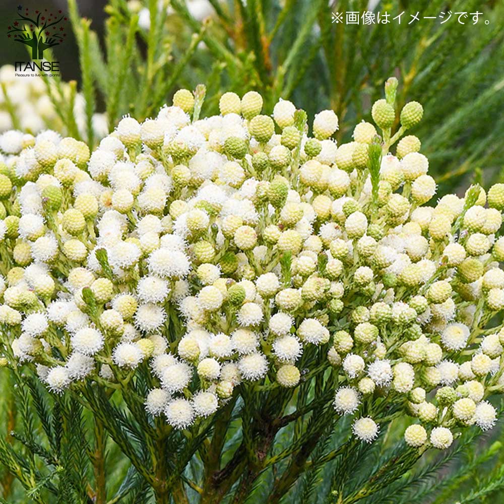 バーゼリア ラヌギノーサ【庭木 3号ポット苗 花木苗・常緑低木／1個