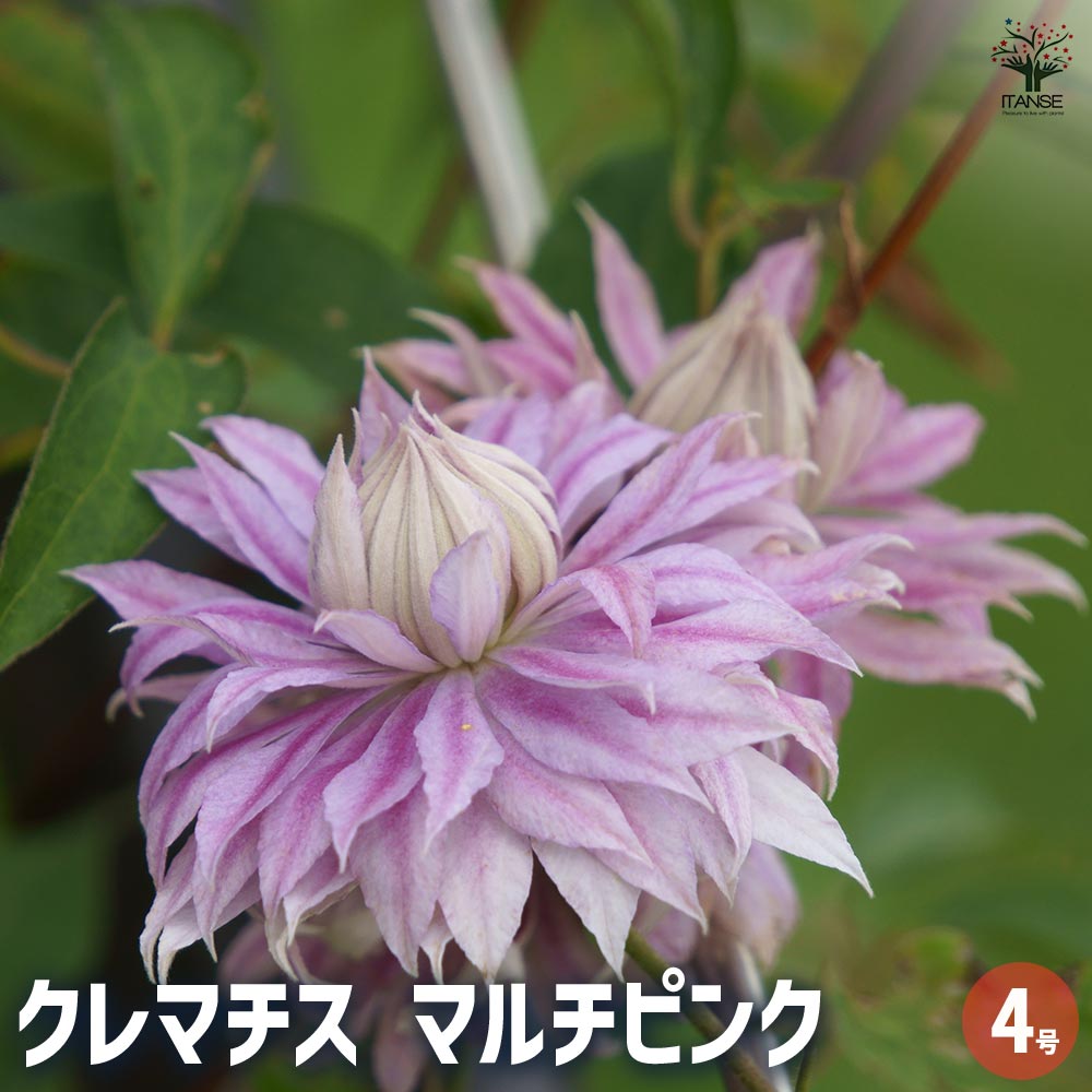 八重咲きクレマチス苗　4号4品種　ラベル付き 八重咲きクレマチス苗 4号4品種 ラベル付き