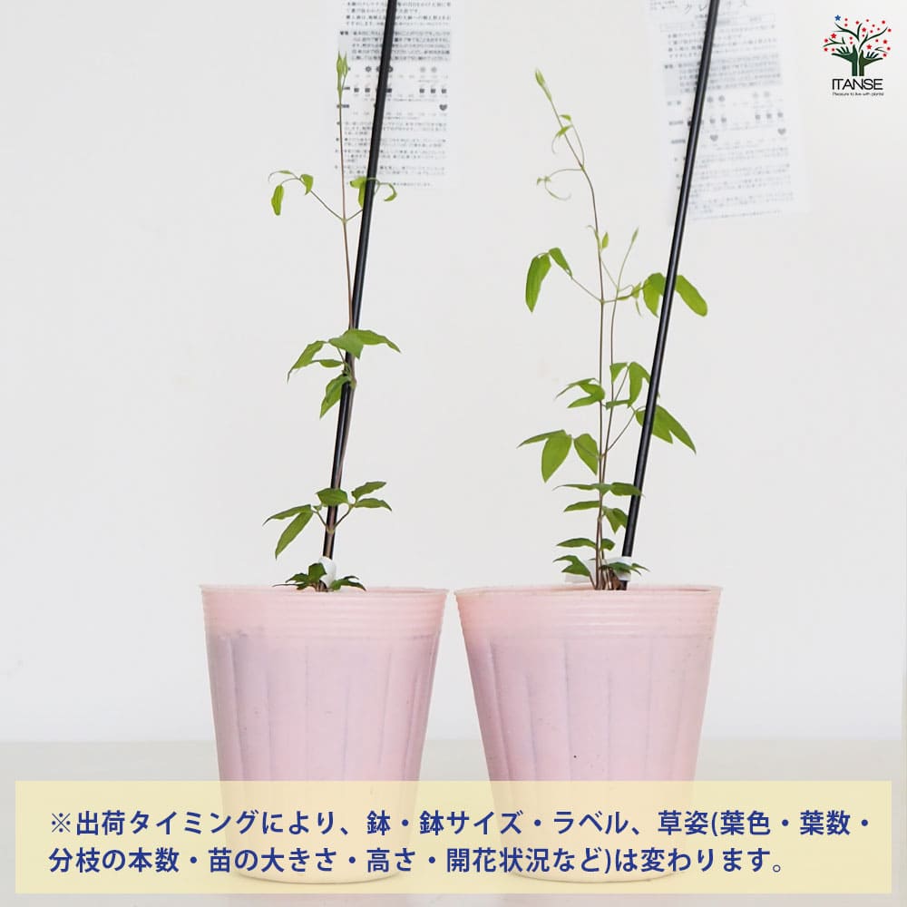 クレマチス マルチピンク 【花苗 4号／1個売り】｜ 【植物の