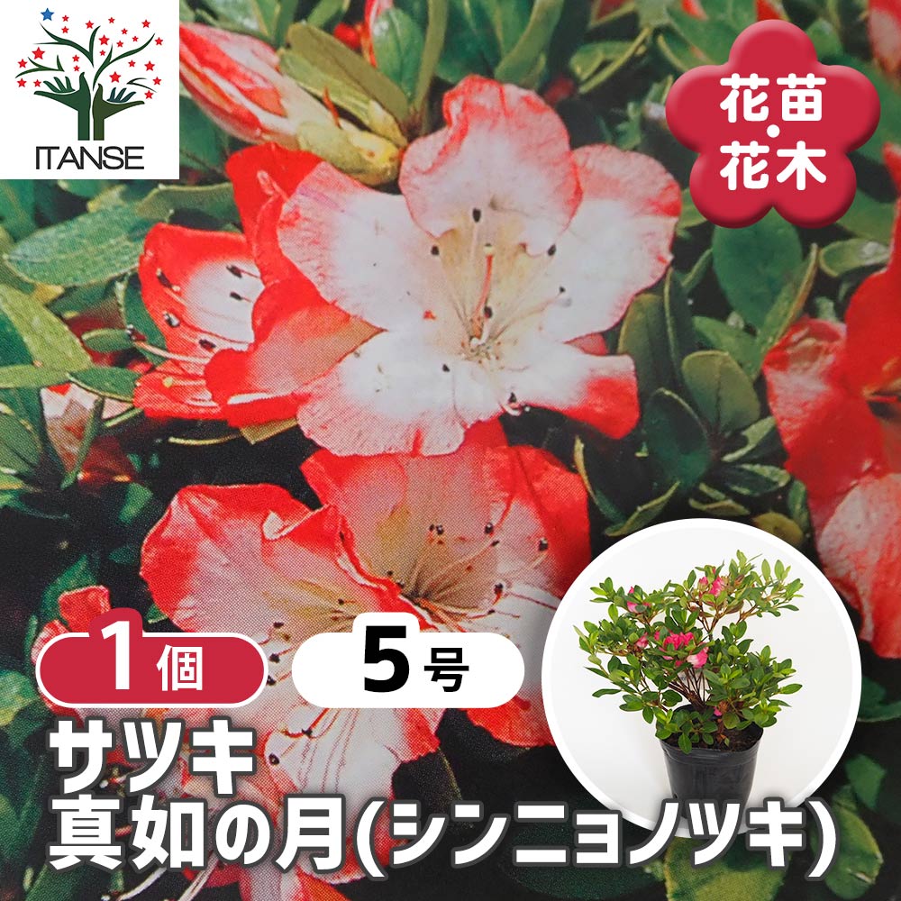 サツキ 真如の月(シンニョノツキ) 【花木苗 5号／1個売り】｜ 【植物の
