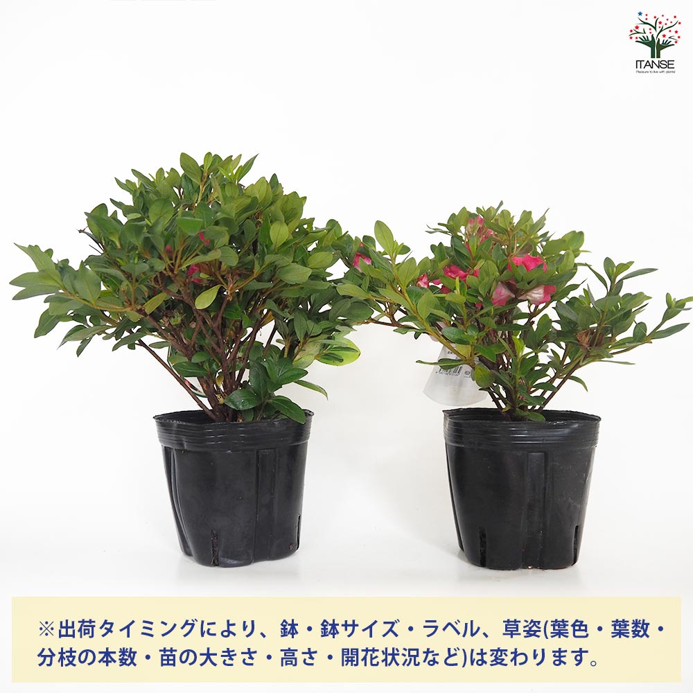 サツキ 真如の月(シンニョノツキ) 【花木苗 5号／1個売り】｜ 【植物の