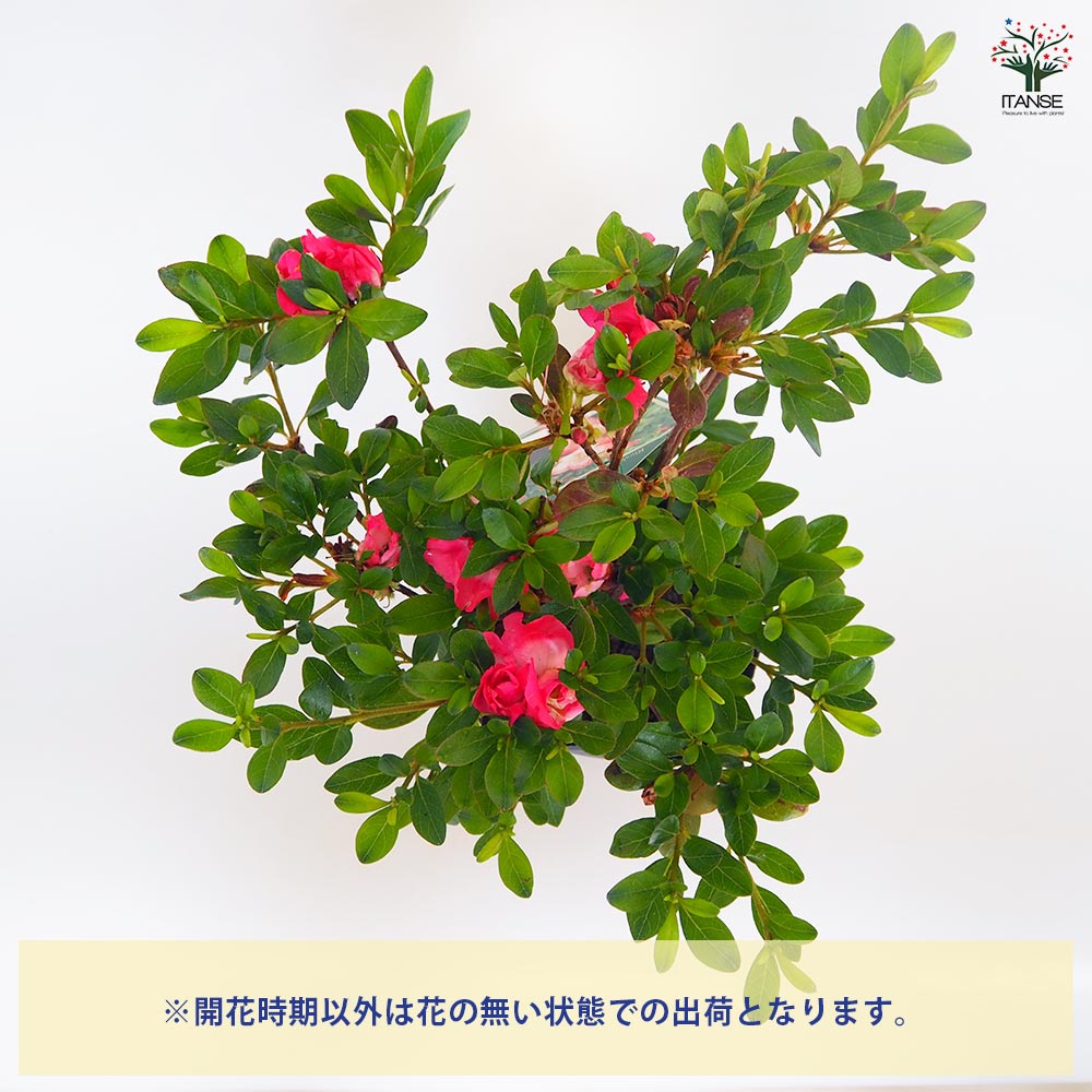 サツキ 真如の月(シンニョノツキ) 【花木苗 5号／1個売り】｜ 【植物の