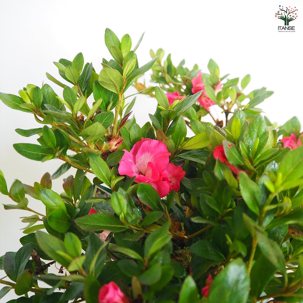 サツキ 真如の月(シンニョノツキ) 【花木苗 5号／1個売り】｜ 【植物の