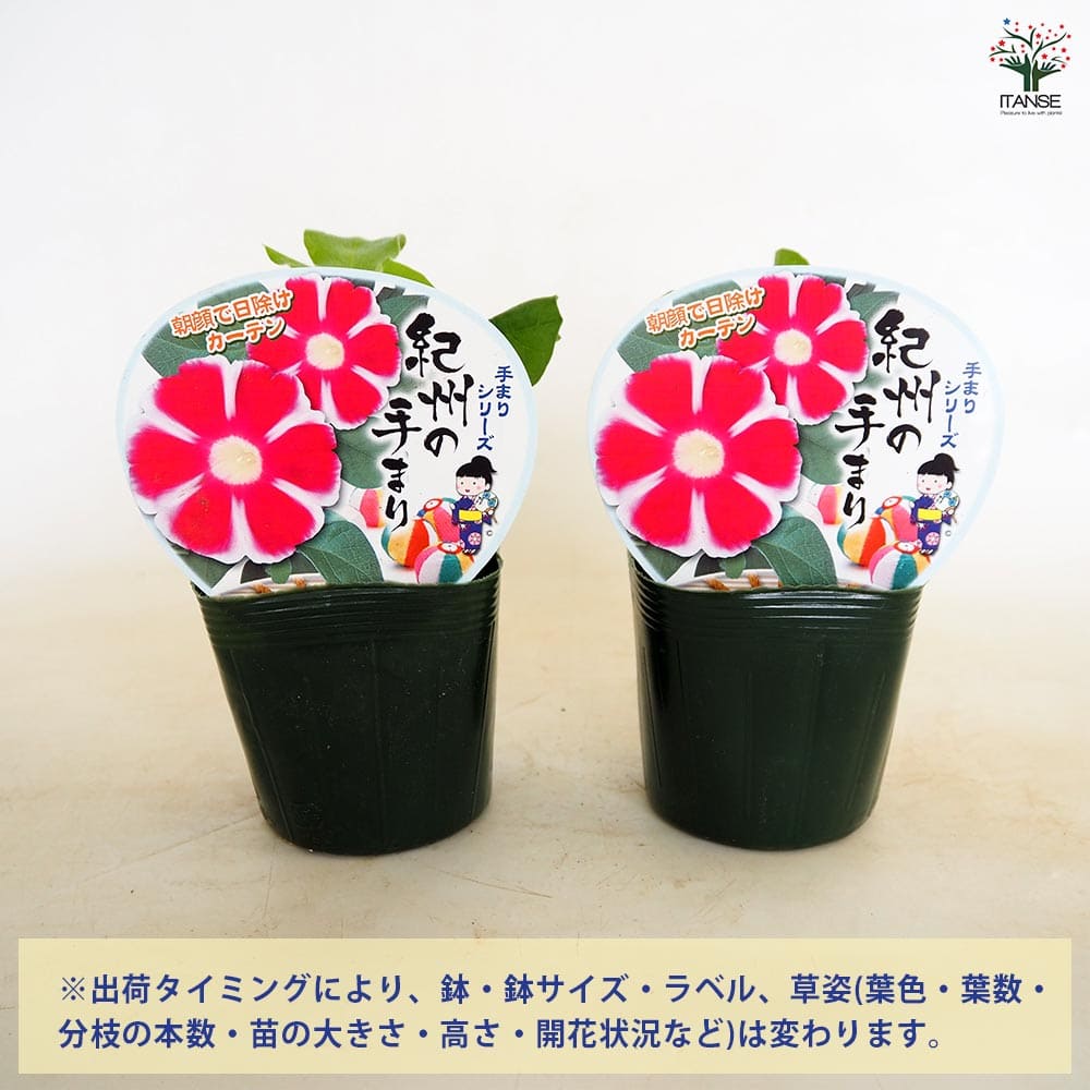 朝顔(アサガオ) 手まりシリーズ【花苗 3.5号】｜ 【植物のITANSE