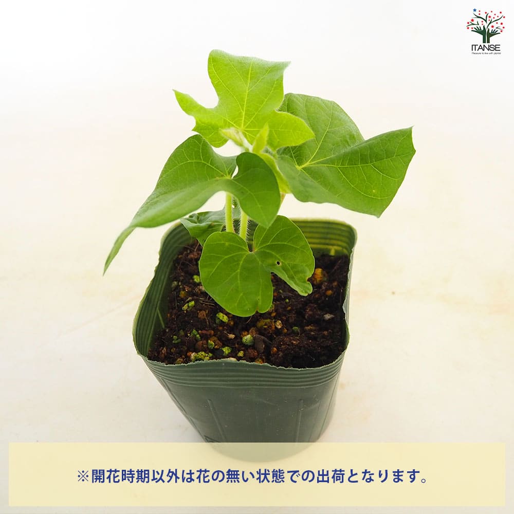 朝顔(アサガオ) 手まりシリーズ【花苗 3.5号】｜ 【植物のITANSE