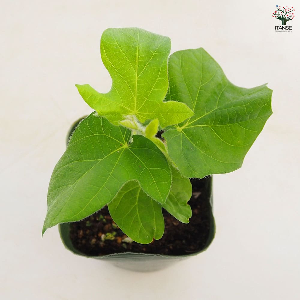 朝顔(アサガオ) 手まりシリーズ【花苗 3.5号】｜ 【植物のITANSE