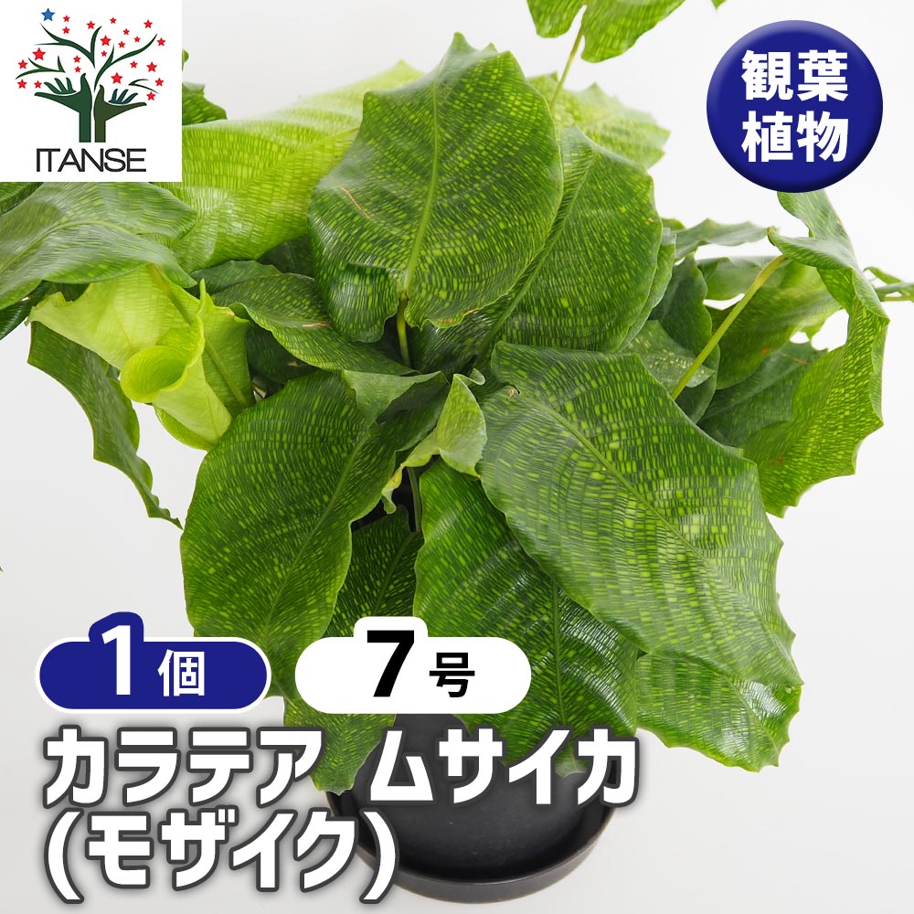 カラテア ムサイカ(モザイク) 【観葉植物 7号／1個売り】｜ 【植物の