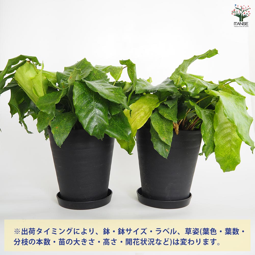 カラテア ムサイカ(モザイク) 【観葉植物 7号／1個売り】｜ 【植物の