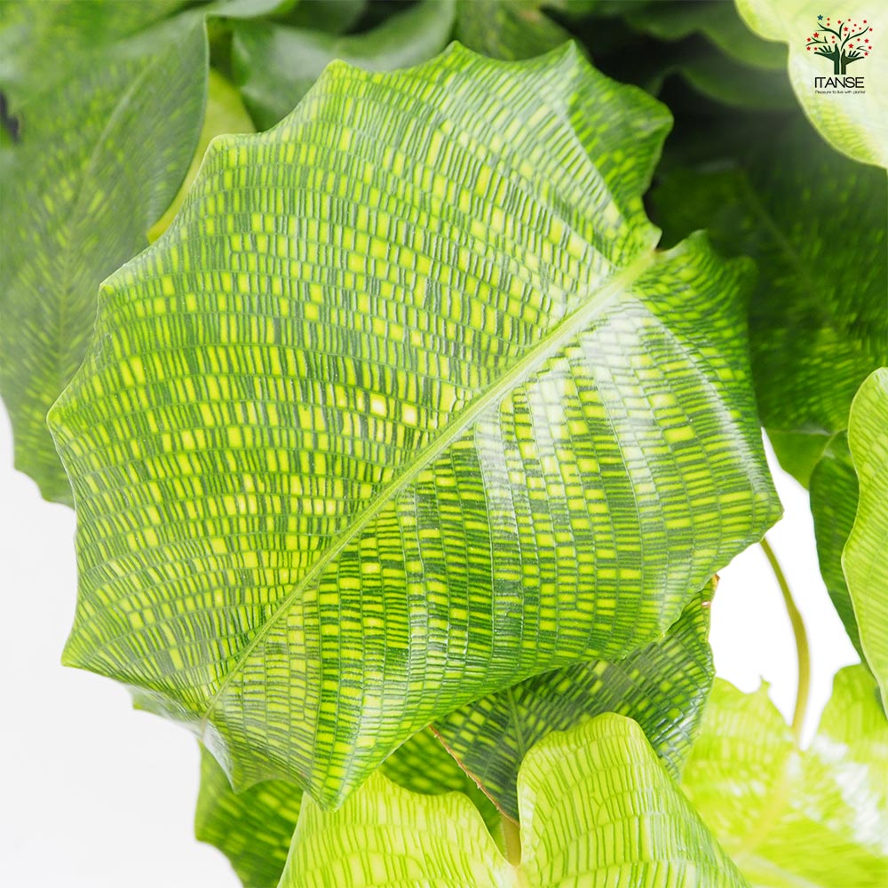 カラテア ムサイカ　観葉植物 カラテア ムサイカ(モザイク) 【観葉植物 7号／1個売り】｜ 【植物の