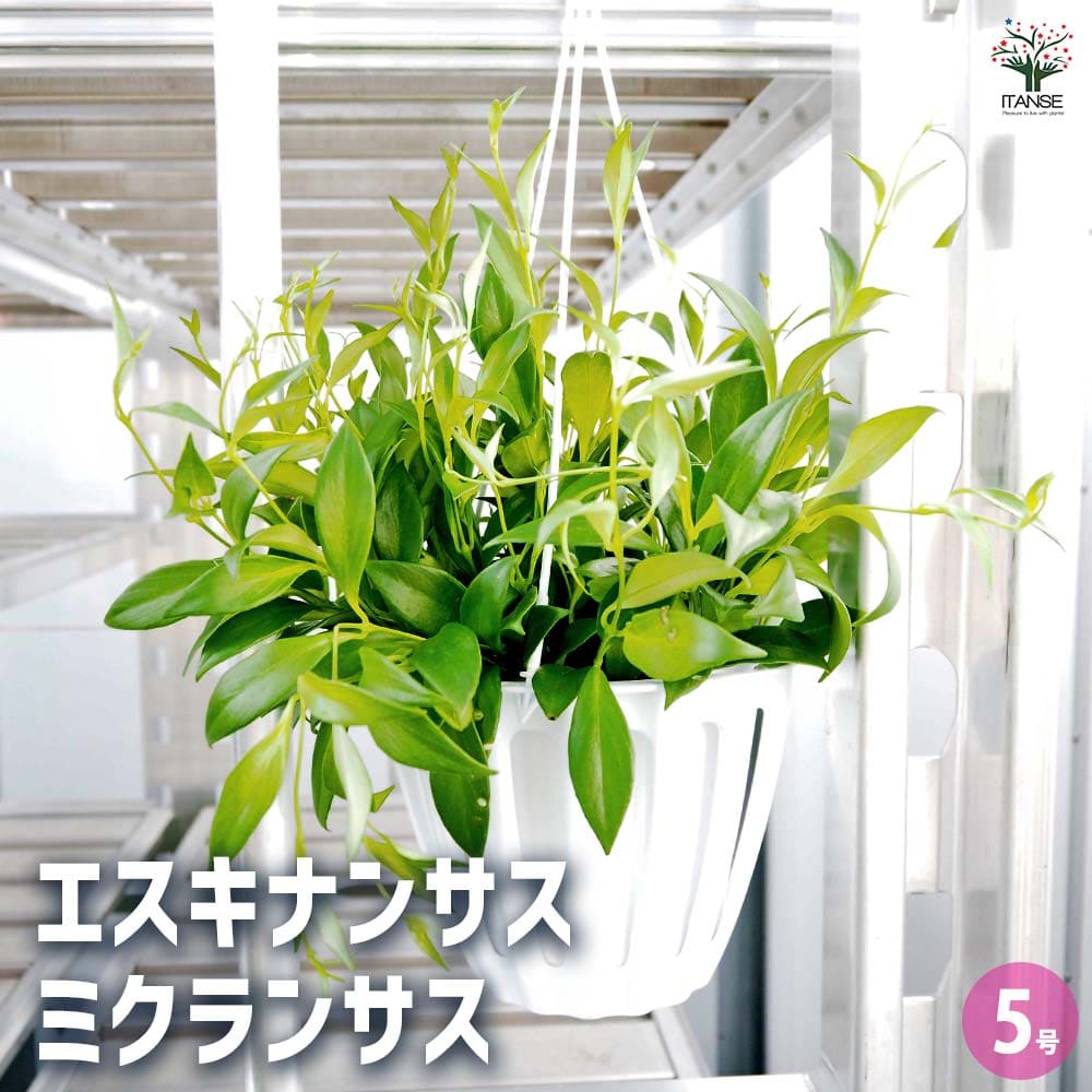 エスキナンサス ミクランサス 【観葉植物 5号／1個売り】｜ 【植物の