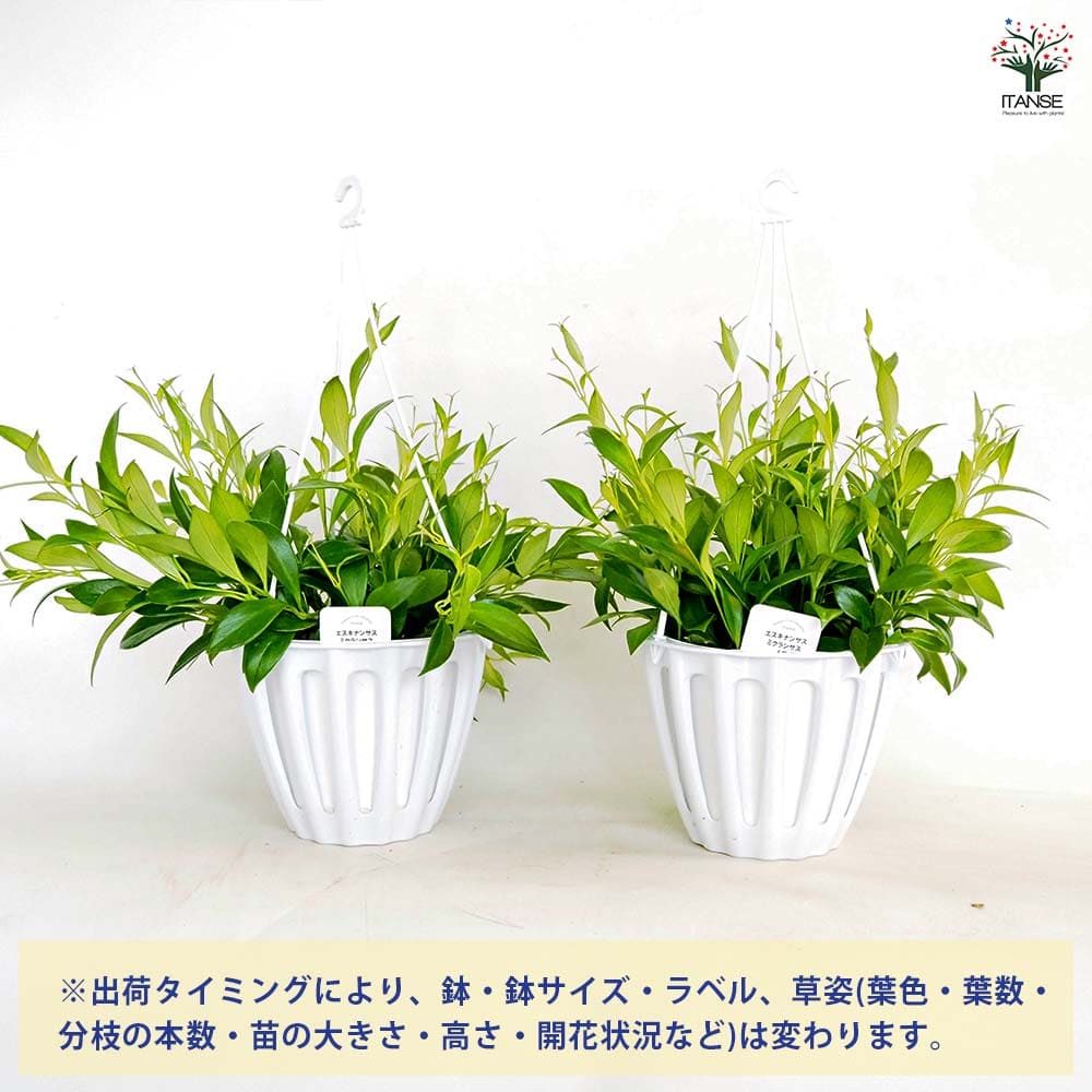 エスキナンサス ミクランサス 【観葉植物 5号／1個売り】
